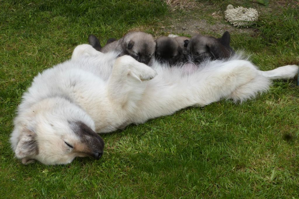 chiot Eurasier Des Terres Sacrées De Riam