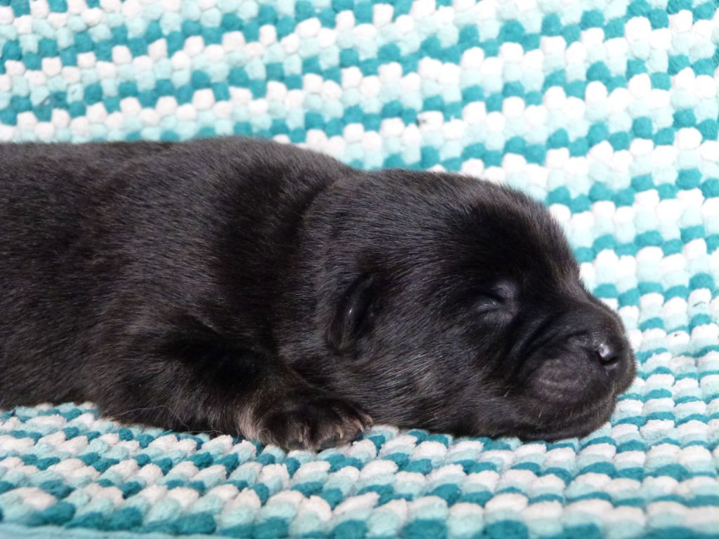 Des Terres Sacrées De Riam - Chiot disponible  - Eurasier