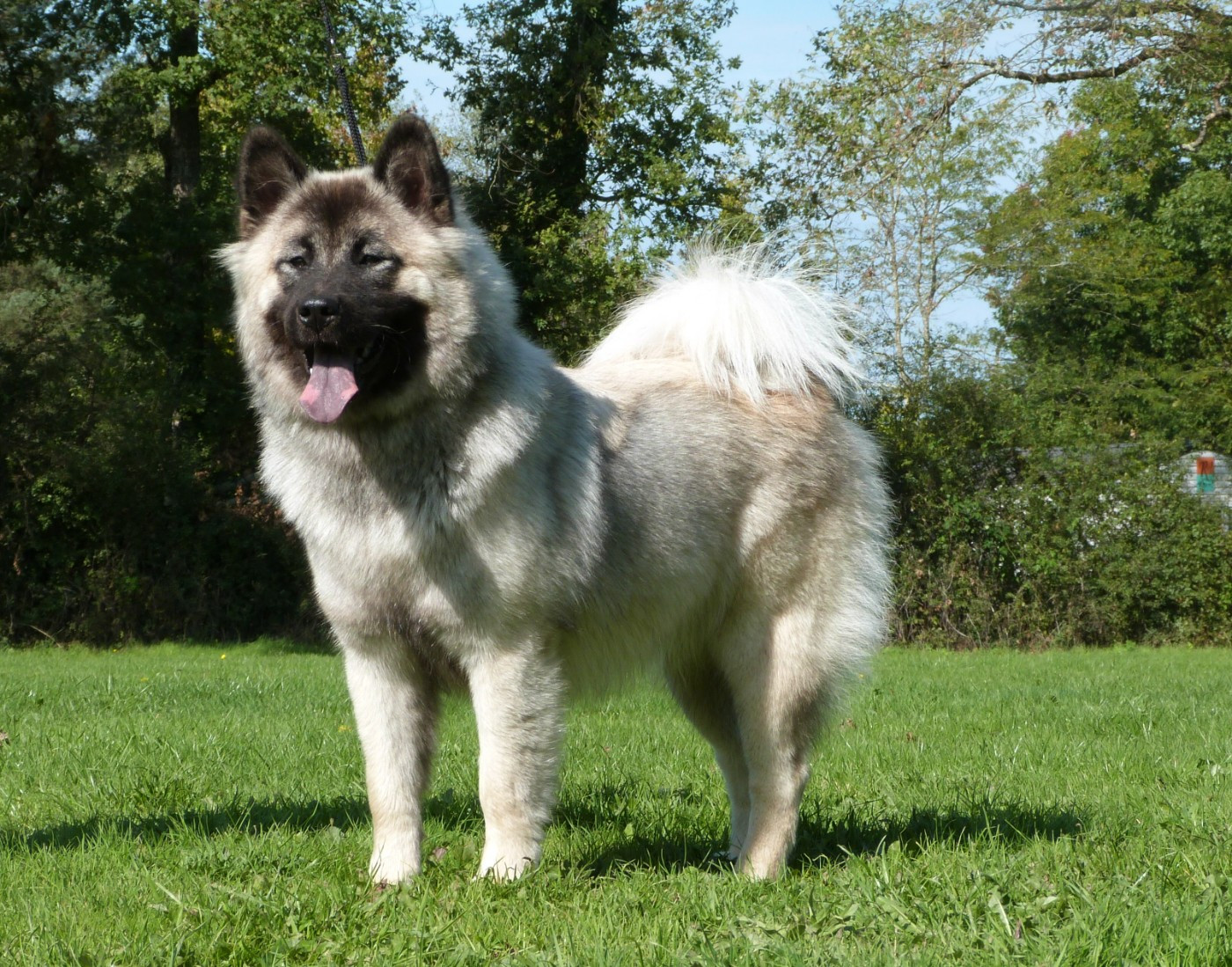Victory Orphée Des Terres Sacrées De Riam
