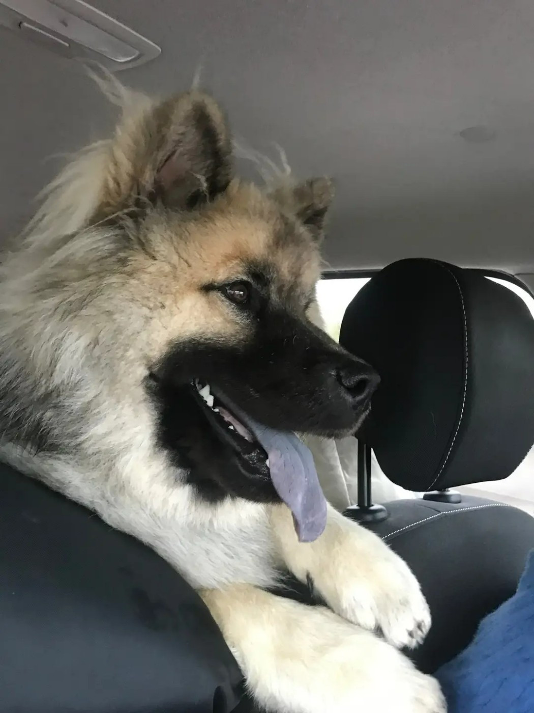 Vagabond Des Terres Sacrées De Riam