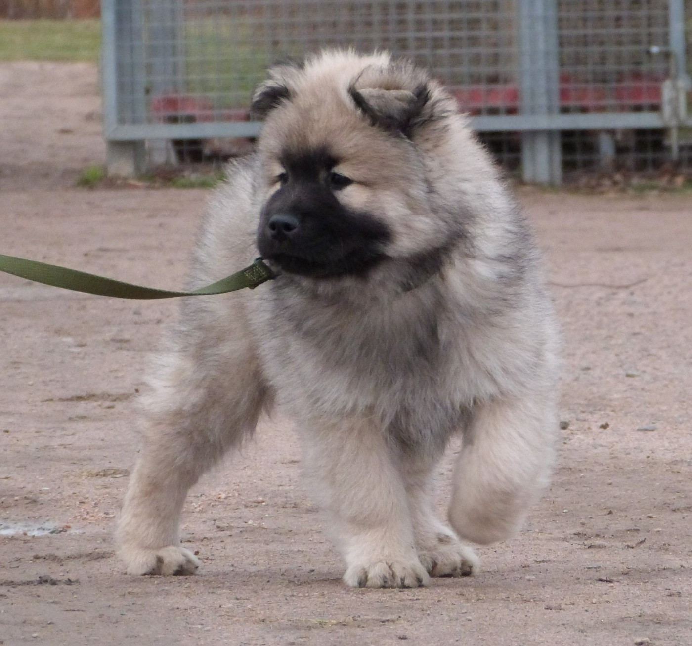 Vasco Wall-E Des Terres Sacrées De Riam