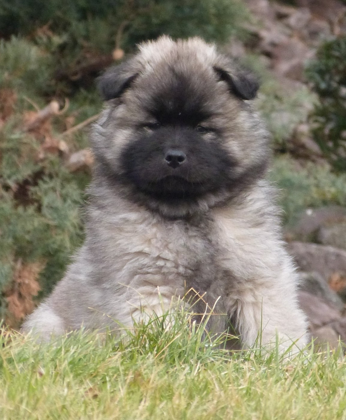 Vaillant Des Terres Sacrées De Riam