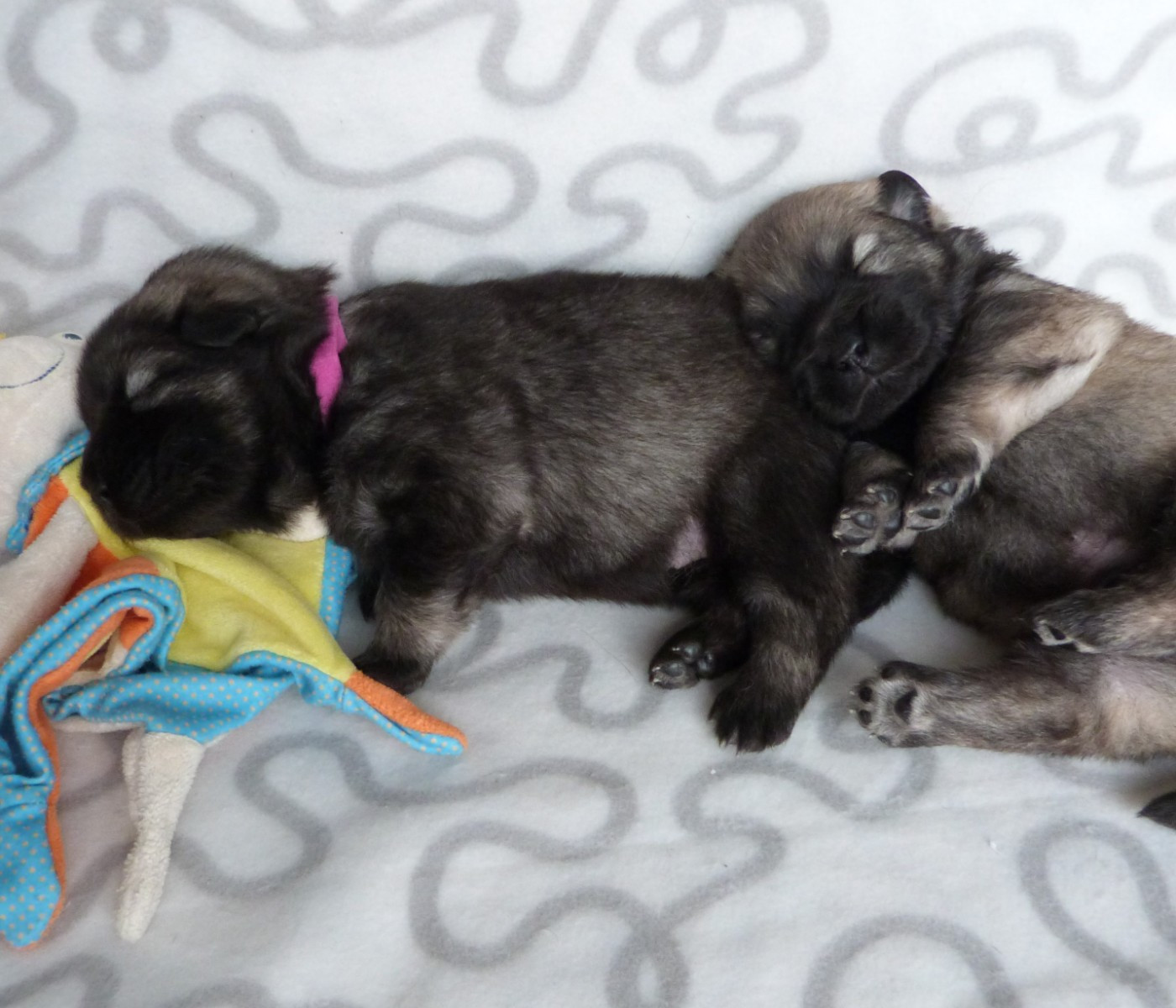 NAISSANCE BEBES EURASIERS AUVERGNATS