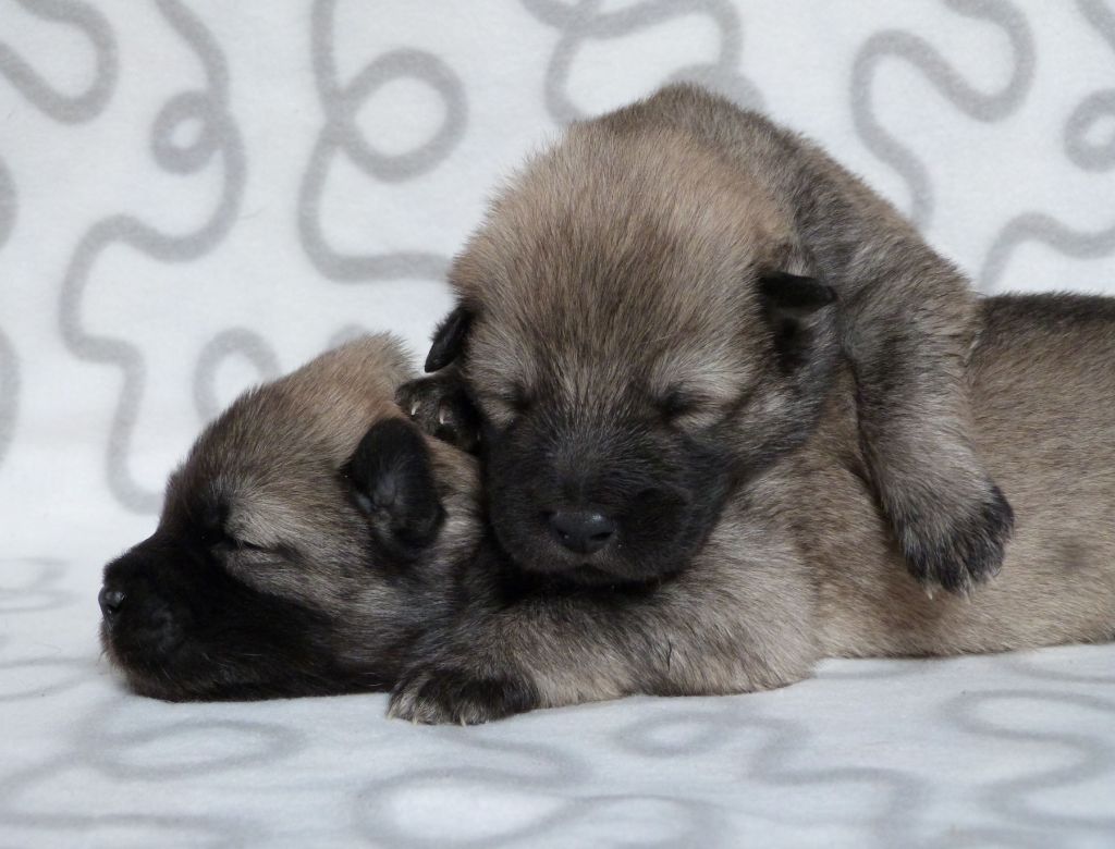 LES BEBES 