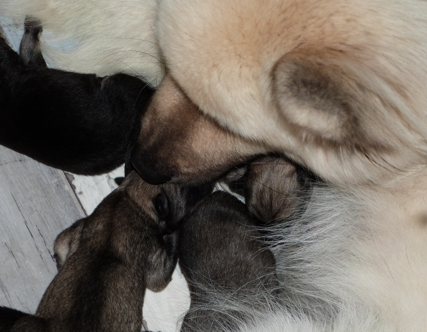 Chiot Eurasier Des Terres Sacrées De Riam