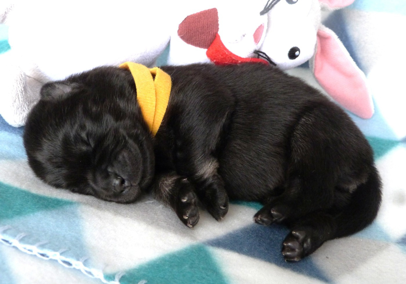 Des Terres Sacrées De Riam - Chiots disponibles - Eurasier