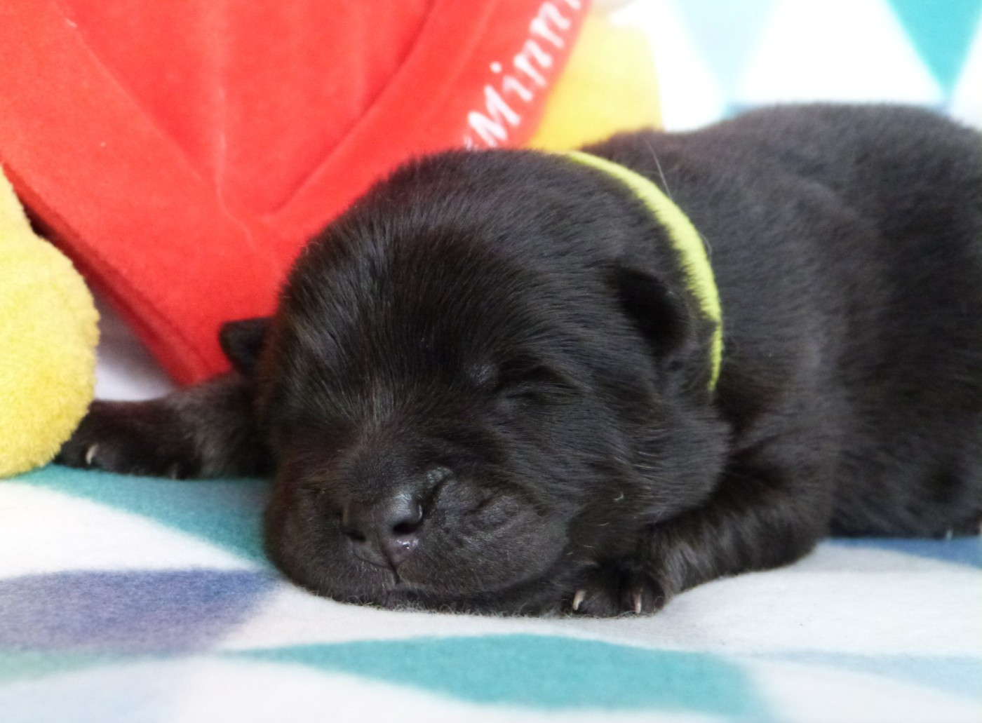 Des Terres Sacrées De Riam - Chiots disponibles - Eurasier