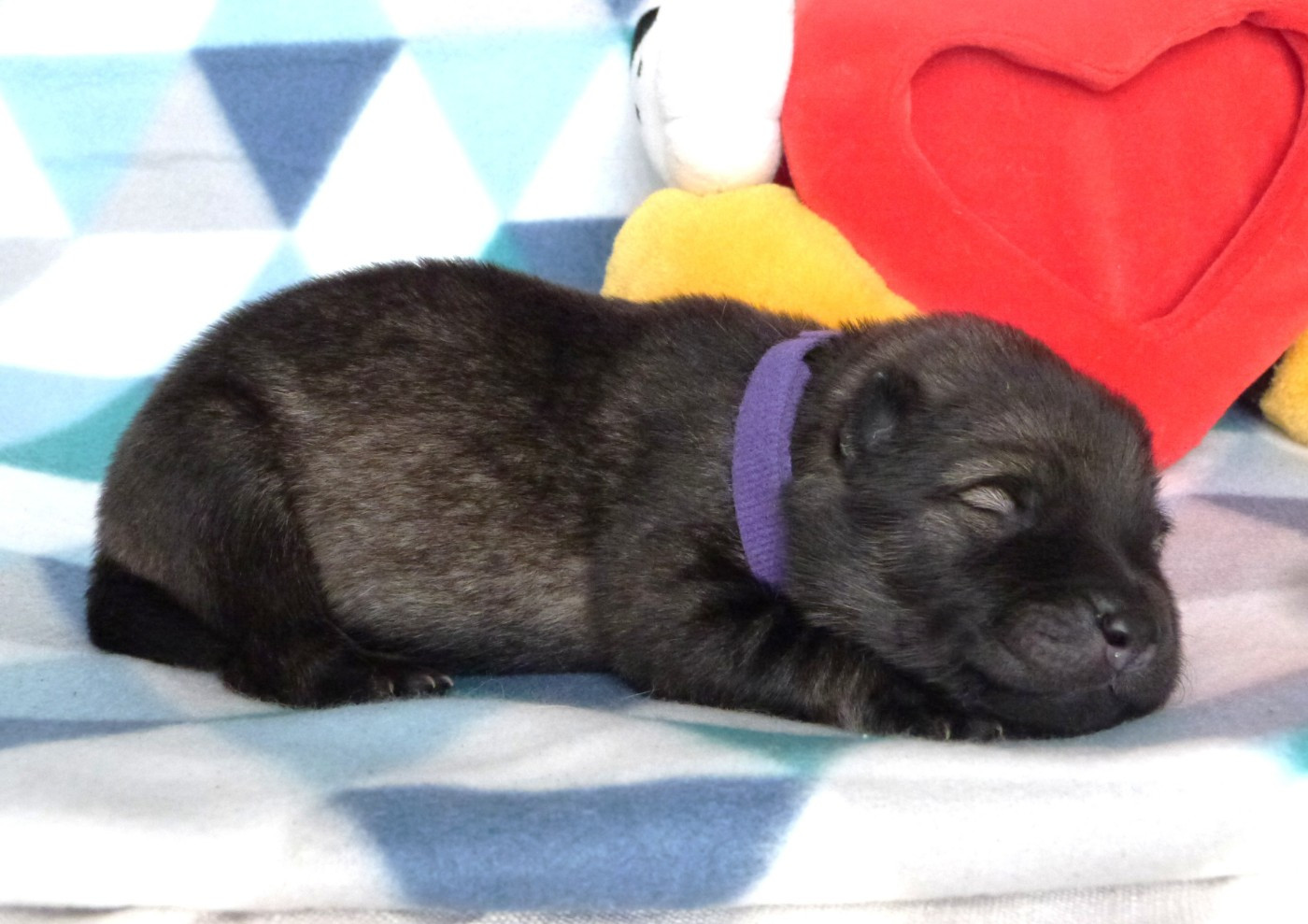 Des Terres Sacrées De Riam - Chiots disponibles - Eurasier