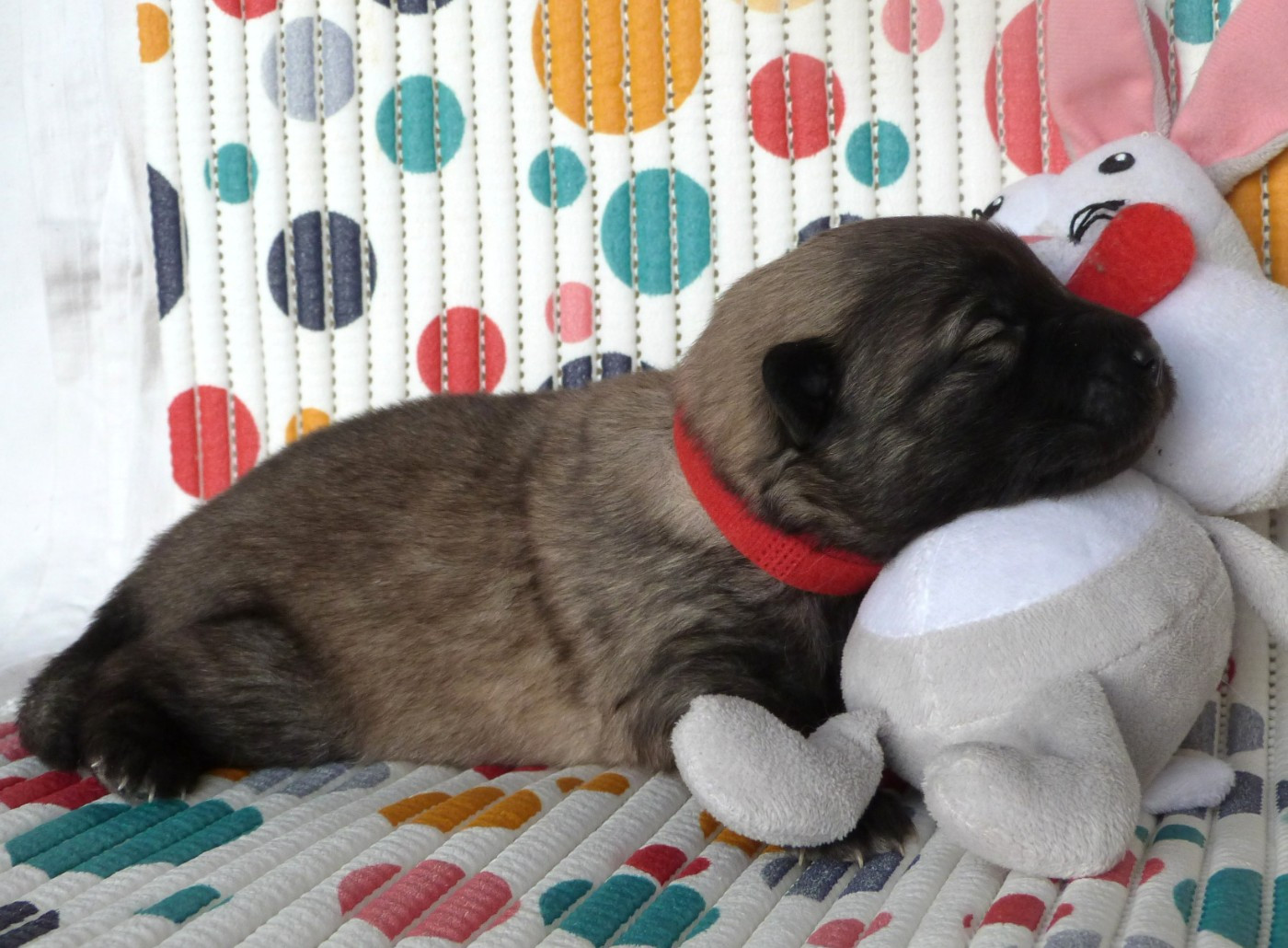 Des Terres Sacrées De Riam - Chiots disponibles - Eurasier