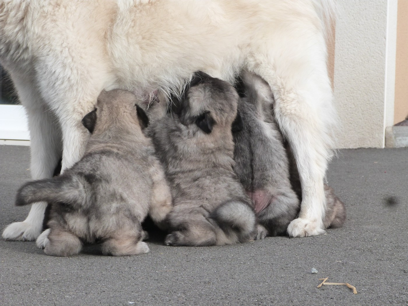 Des Terres Sacrées De Riam - Eurasier - Portée née le 14/01/2026